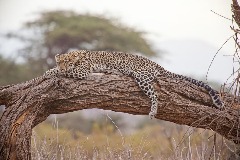 Lion in Safari